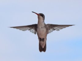 IMG_0448 pcasa crop ps3 fix.jpg