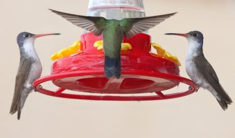 IMG_0682 picasa crop-topaz-denoise-sharpen.JPG