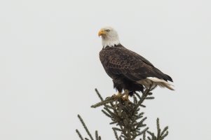 Bald Eagle (adult-winter) 2024-120-2.jpg