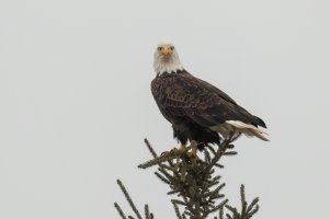 Bald Eagle (adult-winter) 2024-121.jpg