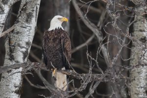 Bald Eagle (adult-winter) 2024-122.jpg