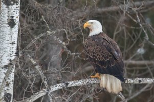 Bald Eagle (adult-winter) 2024-123.jpg