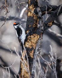 EOS R5_4312-Enhanced-NR.jpg