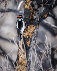 EOS R5_4319-Enhanced-NR.jpg