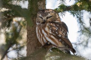 Northern Saw-whet Owl (adult-winter) 2024-101.jpg