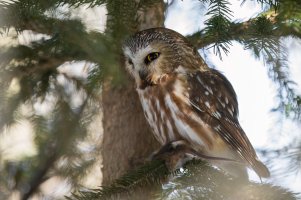 Northern Saw-whet Owl (adult-winter) 2024-102.jpg