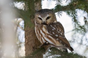 Northern Saw-whet Owl (adult-winter) 2024-103.jpg