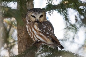 Northern Saw-whet Owl (adult-winter) 2024-107.jpg