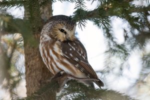 Northern Saw-whet Owl (adult-winter) 2024-108.jpg