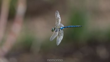 libelle im flug_02.jpg