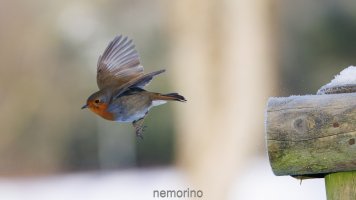 robin in flight.jpg robin in flight.jpg