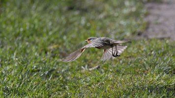 robbin in flght first.jpg robbin in flght first.jpg