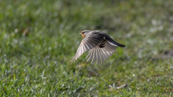 robbin in flght first_02.jpg robbin in flght first_02.jpg