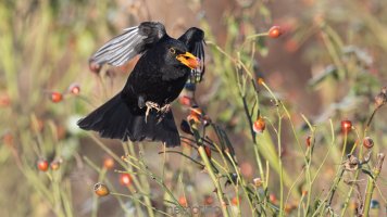 blackbird and frozen rose hip_02.jpg