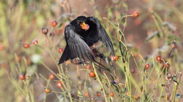 blackbird and frozen rose hip_04.jpg