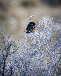 EOS R5_4543-Enhanced-NR.jpg