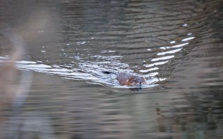 EOS R5_4586-Enhanced-NR-Edit.jpg