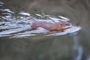 EOS R5_4577-Enhanced-NR-Edit.jpg