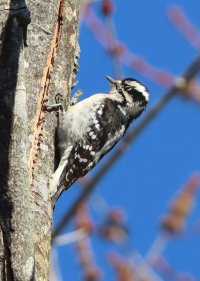 IMG_1436 picasa crop wink-topaz-enhance-2.5x-sharpen.JPG