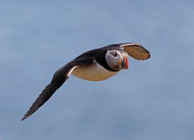 3R3A9283-DxO_Puffin_flying-ls-tssh.jpg