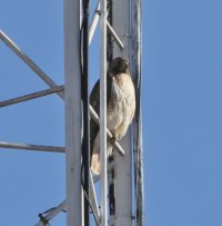 5D3_5455 ps3 fix-topaz-enhance-4x.jpg