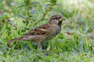 Passer domesticus - House Sparrow male 5_DxO.jpg