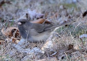 5D3_0619 ps3 fix-topaz-enhance-4x - Copy.jpg