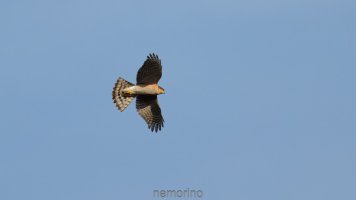 Who am I.jpg Who am I.jpg