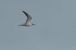 DSC_1149_DxO.jpg DSC_1149_DxO.jpg