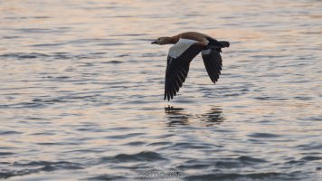 Tadorna ferruginea.jpg