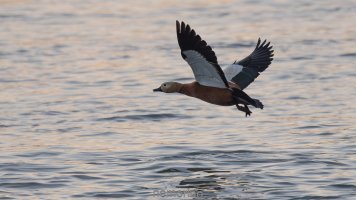 Tadorna ferruginea_02.jpg