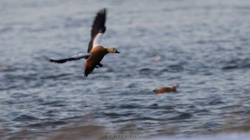 Tadorna ferruginea_04.jpg