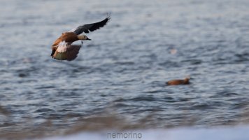 Tadorna ferruginea_05.jpg