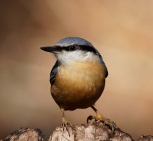 3R3A6974-DxO_Nuthatch_R7_400mm.jpg
