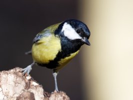 309A7297-DxO_Great_Tit_600mm.jpg