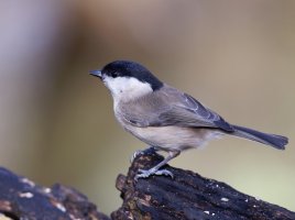 309A7380-DxO_Marsh_Tit_500mm.jpg