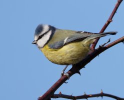 309A7445-DxO_Blue_Tit_800mm.jpg
