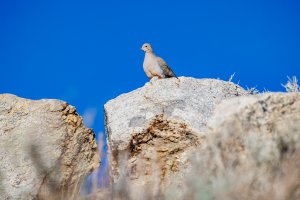 EOS R5_4860-Enhanced-NR.jpg