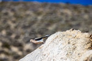 EOS R5_4893-Enhanced-NR.jpg