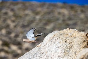 EOS R5_4894-Enhanced-NR.jpg