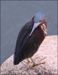 Green-Heron.jpg