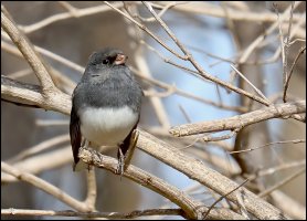 Junco.jpg