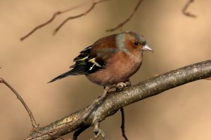 chaffinch_2024_01.JPG