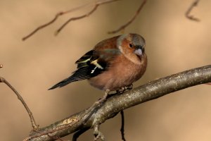 chaffinch_2024_02.JPG