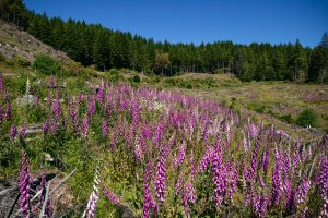 IMG_0601-Enhanced-NR-Edit.jpg IMG_0601-Enhanced-NR-Edit.jpg