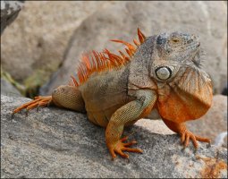 Iguana.jpg