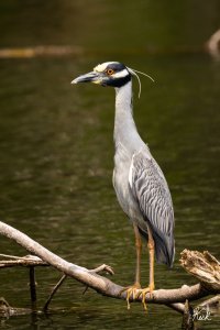 Yellow-crowned Night Heron TX Collin Heard May 2023 22R50008_2048.jpg