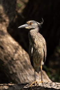 Yellow-crowned Night Heron TX Collin Heard May 2023 22R59879_2048.jpg