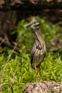 Yellow-crowned Night Heron TX Collin Heard May 2023 22R59955_2048.jpg