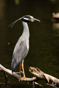 Yellow-crowned Night Heron TX Collin Heard May 2023 22R59979_2048.jpg